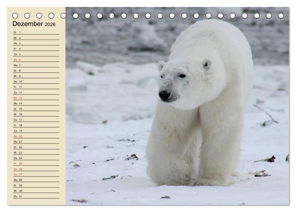 Produktbild: B&auml;ren (Tischkalender 2026 DIN A5 quer), CALVENDO Monatskalender