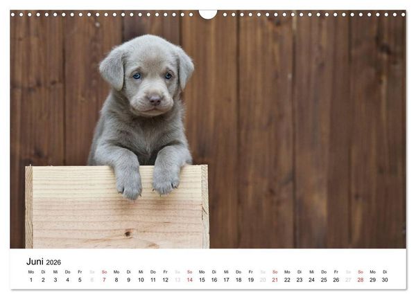 Produktbild: Labrador Welpen (Wandkalender 2026 DIN A3 quer), CALVENDO Monatskalender