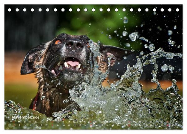 Produktbild: Malinois lieben Wasser (Tischkalender 2026 DIN A5 quer), CALVENDO Monatskalender