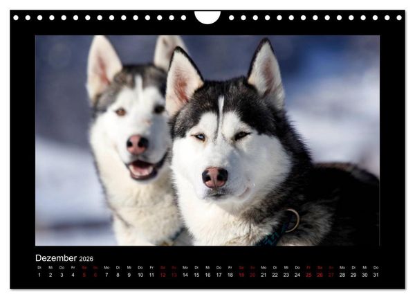 Produktbild: Huskys im Schnee (Wandkalender 2026 DIN A4 quer), CALVENDO Monatskalender