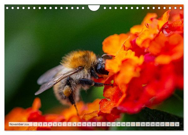 Produktbild: Bienen und Hummeln in Aktion (Wandkalender 2026 DIN A4 quer), CALVENDO Monatskalender