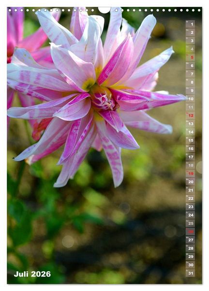 Produktbild: Dahlien - Bl&uuml;tentr&auml;ume (Wandkalender 2026 DIN A3 hoch), CALVENDO Monatskalender