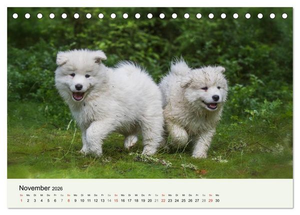 Produktbild: Kleine Samojeden - Eisb&auml;rchen Abenteuer im M&auml;rchenwald (Tischkalender 2026 DIN A5 quer), CALVENDO Monatskalender