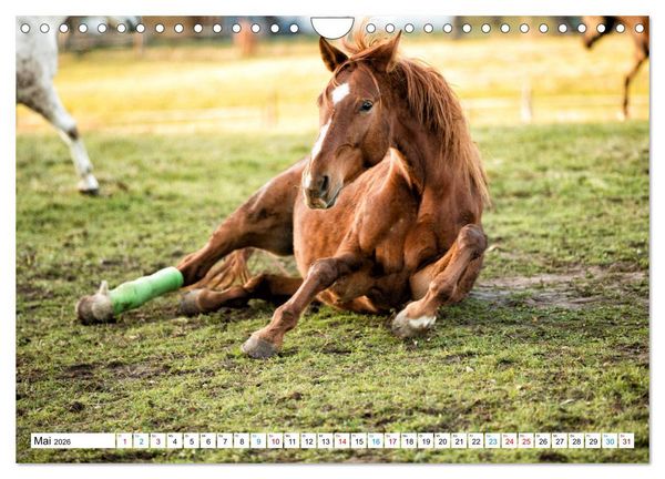 Produktbild: Durch das Jahr mit der Trakehner-Stute Fleur (Wandkalender 2026 DIN A4 quer), CALVENDO Monatskalender