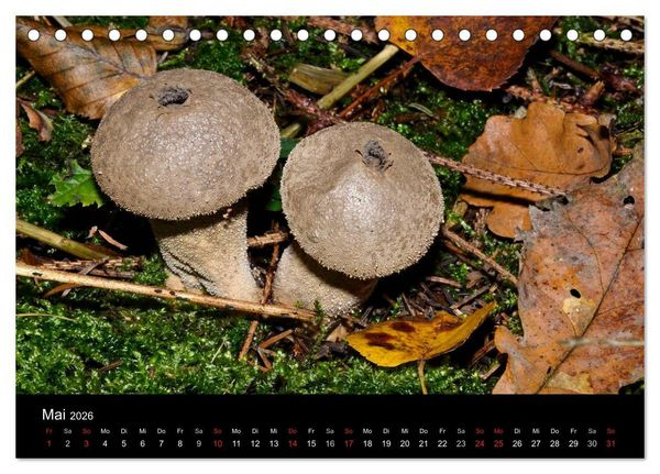 Produktbild: Pilze, Pilze (Tischkalender 2026 DIN A5 quer), CALVENDO Monatskalender