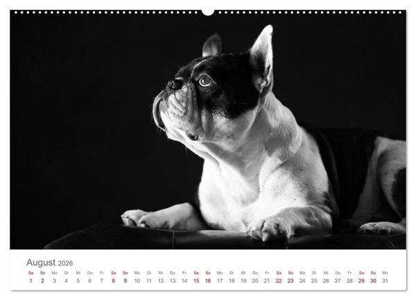 Produktbild: Hundeportraits Fine Art (hochwertiger Premium Wandkalender 2026 DIN A2 quer), Kunstdruck in Hochglanz