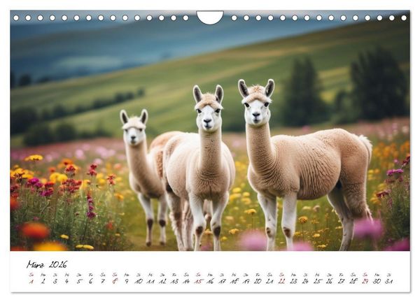 Produktbild: Alpakas, die sanften Andenbewohner (Wandkalender 2026 DIN A4 quer), CALVENDO Monatskalender