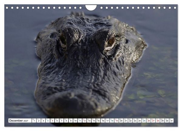 Produktbild: Sunshine State Florida Nature, Wildlife, National Parks (Wall Calendar 2027 DIN A4 landscape), CALVENDO 12 Month Wall Calendar