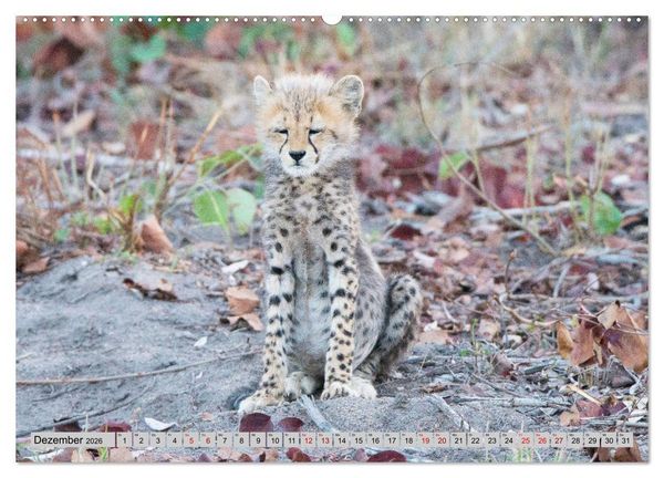 Produktbild: Geparden - schnelle J&auml;ger (hochwertiger Premium Wandkalender 2026 DIN A2 quer), Kunstdruck in Hochglanz
