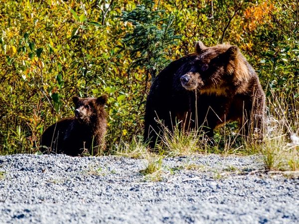 Produktbild: Grizzlys am Stra&szlig;enrand (Puzzle)