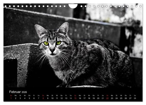 Produktbild: Farbtupfer (Wandkalender 2026 DIN A4 quer), CALVENDO Monatskalender