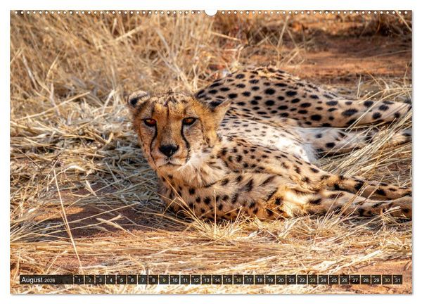 Produktbild: Zwischen Namib und Kalahari (hochwertiger Premium Wandkalender 2026 DIN A2 quer), Kunstdruck in Hochglanz