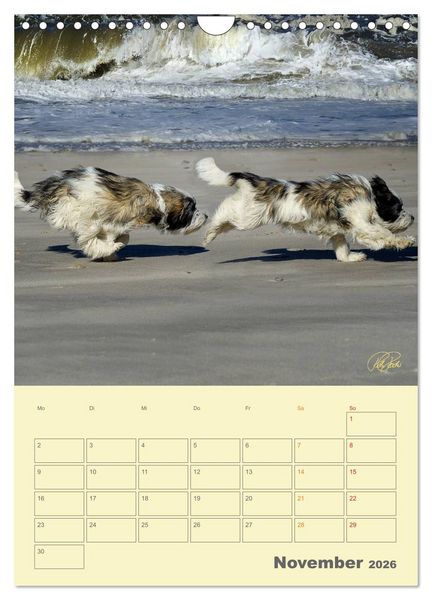 Produktbild: PON-Welpen - jeder Tag ein gro&szlig;es Abenteuer / Planer (Wandkalender 2026 DIN A4 hoch), CALVENDO Monatskalender