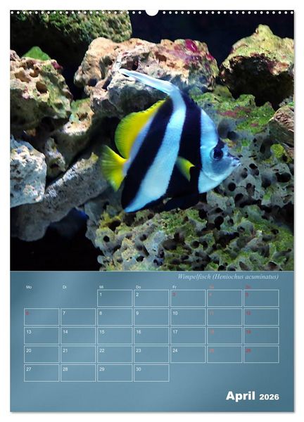 Produktbild: Bunte Riffbewohner - Fische, Anemonen und noch viel mehr (Wandkalender 2026 DIN A2 hoch), CALVENDO Monatskalender