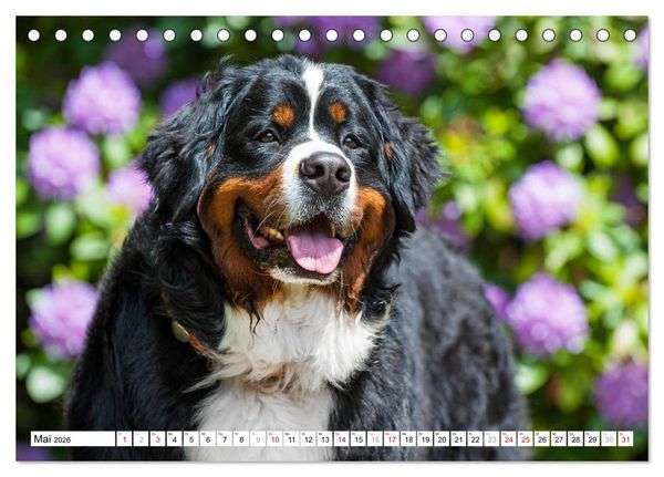 Produktbild: Ein Herz auf 4 Pfoten - Berner Sennenhund (Tischkalender 2026 DIN A5 quer), CALVENDO Monatskalender