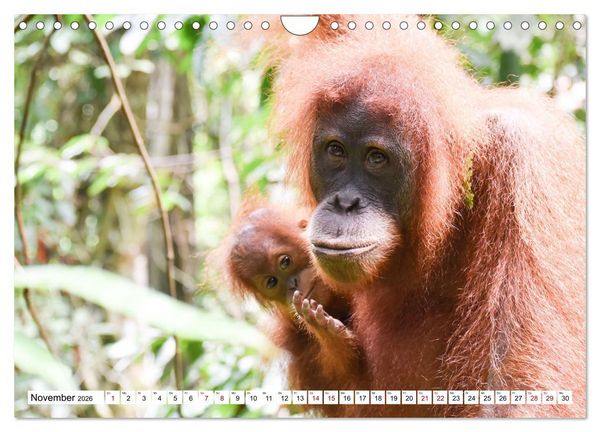 Produktbild: Die letzten freilebenden Orang Utans (Wandkalender 2026 DIN A4 quer), CALVENDO Monatskalender