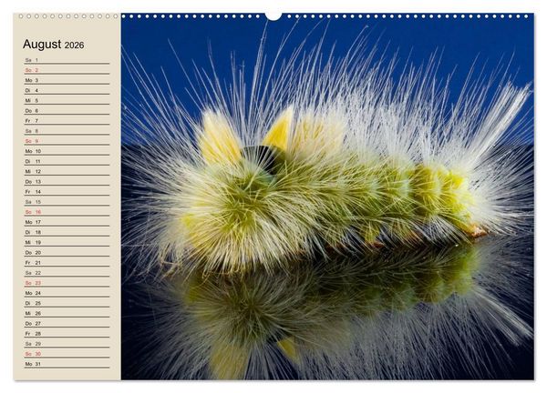 Produktbild: Raupen. Skurrile Verwandlungsk&uuml;nstler (hochwertiger Premium Wandkalender 2026 DIN A2 quer), Kunstdruck in Hochglanz