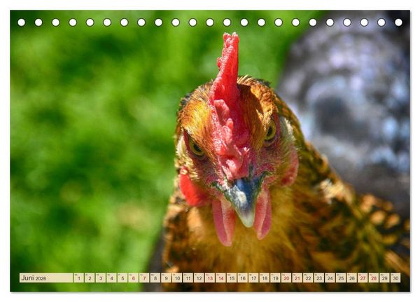Produktbild: Charmante H&uuml;hner (Tischkalender 2026 DIN A5 quer), CALVENDO Monatskalender