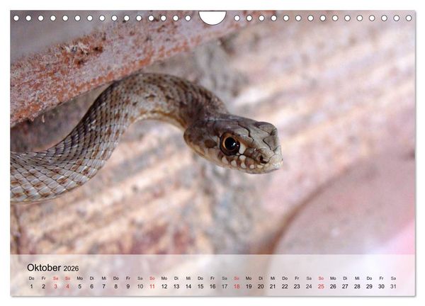 Produktbild: Kleine Reptilien (Wandkalender 2026 DIN A4 quer), CALVENDO Monatskalender