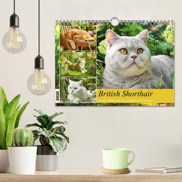 Produktbild: British Shorthair. Sanfte W&uuml;rde und Katzengl&uuml;ck im Gr&uuml;nen (Wandkalender 2026 DIN A4 quer), CALVENDO Monatskalender