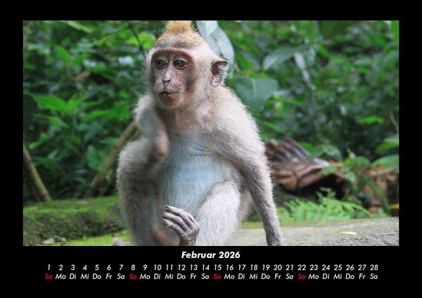 Produktbild: Welt der Affen 2026 Fotokalender DIN A3