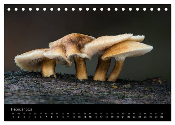 Produktbild: PILZE IM FOKUS 2026 (Tischkalender 2026 DIN A5 quer), CALVENDO Monatskalender