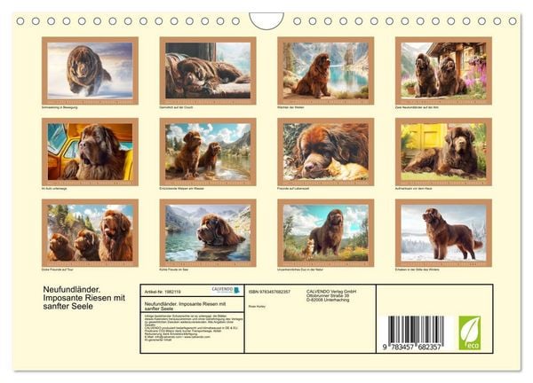 Produktbild: Neufundl&auml;nder. Imposante Riesen mit sanfter Seele (Wandkalender 2026 DIN A4 quer), CALVENDO Monatskalender