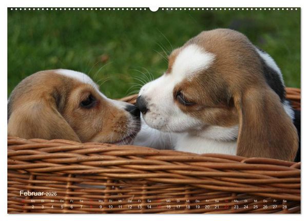 Produktbild: Beagle (hochwertiger Premium Wandkalender 2026 DIN A2 quer), Kunstdruck in Hochglanz