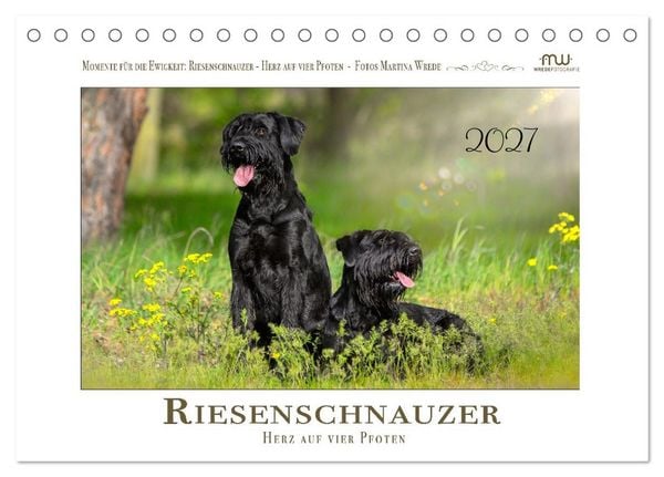 Produktbild: Riesenschnauzer - Herz auf vier Pfoten (Tischkalender 2027 DIN A5 quer), CALVENDO Monatskalender