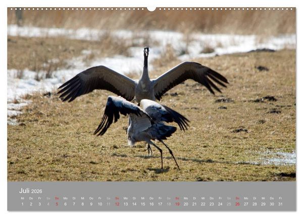 Produktbild: Kraniche in Vorpommern (Wandkalender 2026 DIN A2 quer), CALVENDO Monatskalender