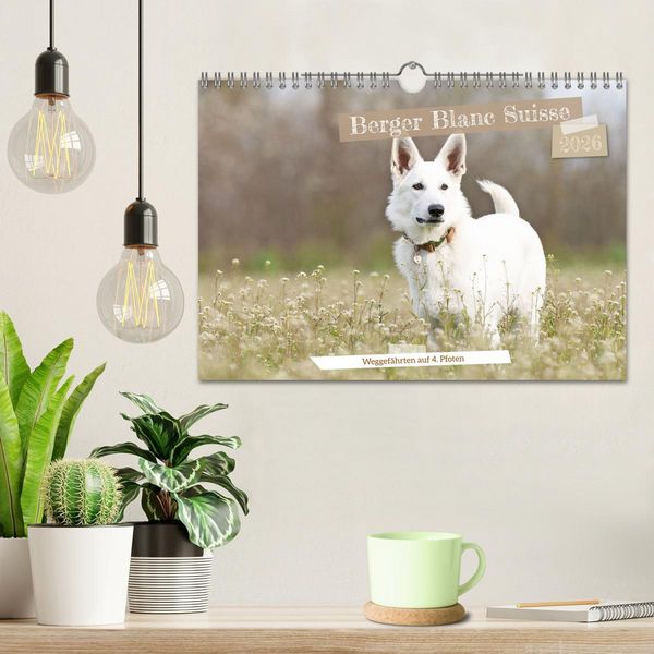 Produktbild: Berger Blanc Suisse - Weggef&auml;hrten auf 4 Pfoten (Wandkalender 2026 DIN A4 quer), CALVENDO Monatskalender