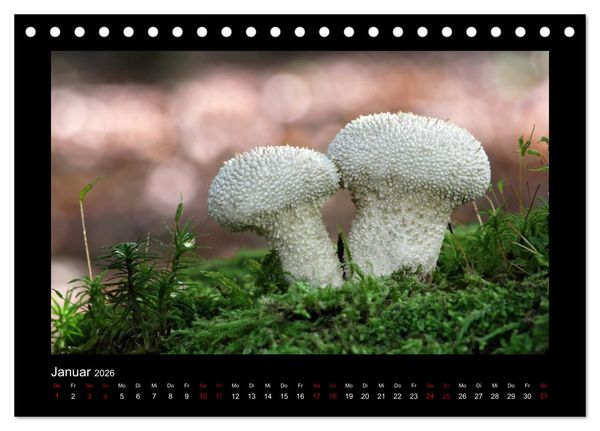 Produktbild: Pilzgalerie - Heimische Pilze aus der Region Rheinland-Pfalz (Tischkalender 2026 DIN A5 quer), CALVENDO Monatskalender