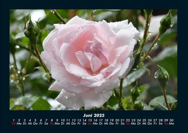 Produktbild: Rosentraum 2025 Fotokalender DIN A4