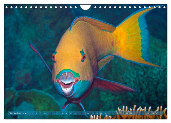 Produktbild: Bunte Vielfalt im Korallenriff (Wandkalender 2026 DIN A4 quer), CALVENDO Monatskalender