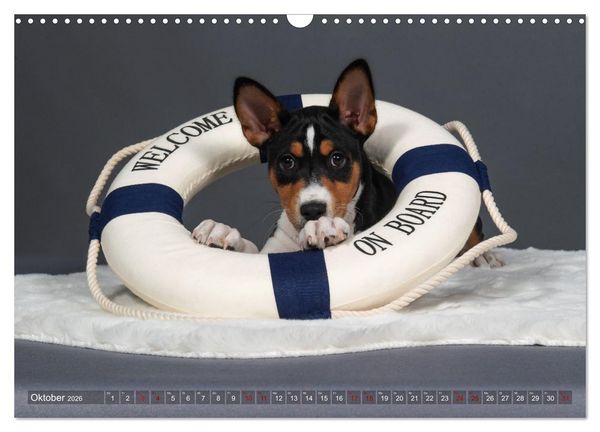 Produktbild: Basenji-Sch&ouml;nheiten (Wandkalender 2026 DIN A3 quer), CALVENDO Monatskalender