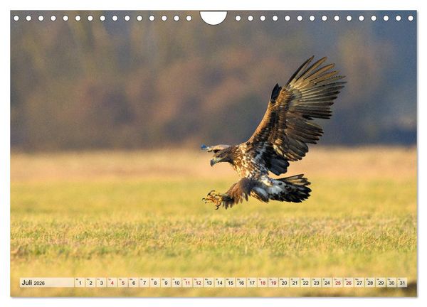 Produktbild: Majest&auml;tische Seeadler (Wandkalender 2026 DIN A4 quer), CALVENDO Monatskalender