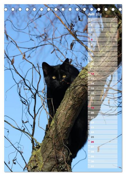 Produktbild: Hauskatzen (Tischkalender 2026 DIN A5 hoch), CALVENDO Monatskalender