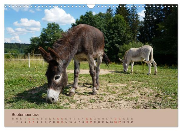 Produktbild: Bauernhoftiere - Von Klein bis Gro&szlig;, mit Fell und mit Federn. (Wandkalender 2026 DIN A3 quer), CALVENDO Monatskalender