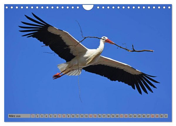 Produktbild: Zu Gast bei Familie Storch (Wandkalender 2026 DIN A4 quer), CALVENDO Monatskalender
