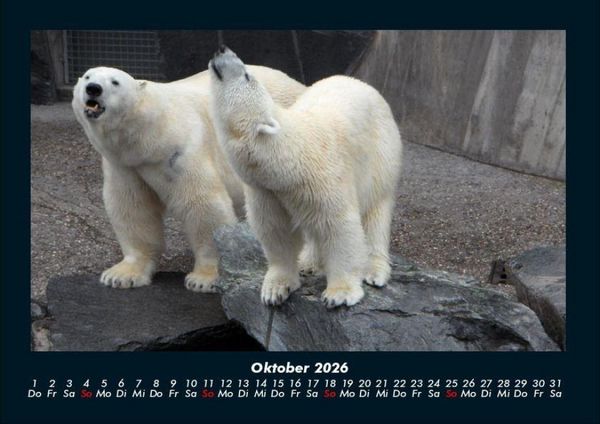 Produktbild: Tiere in der Wildnis 2026 Fotokalender DIN A4