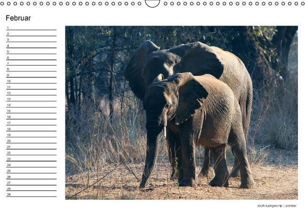 Produktbild: begegnungen - elefanten im s&uuml;dlichen afrika (Wandkalender immerw&auml;hrend DIN A3 quer)