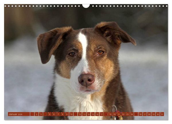 Produktbild: Faszination Hund (Wandkalender 2026 DIN A3 quer), CALVENDO Monatskalender