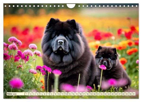 Produktbild: Chow Chow - der L&ouml;wenkopfhund (Wandkalender 2026 DIN A4 quer), CALVENDO Monatskalender