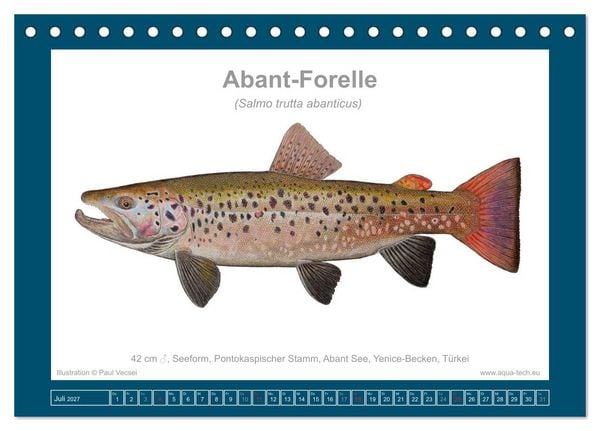 Produktbild: Fisch als Kunst 2027: Seeforellen (Tischkalender 2027 DIN A5 quer), CALVENDO Monatskalender