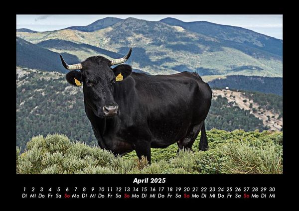 Produktbild: Kuhkalender 2025 Fotokalender DIN A3