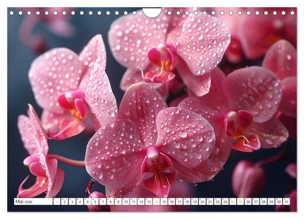 Produktbild: Orchideen - farbenfroh durchs Jahr (Wandkalender 2026 DIN A4 quer), CALVENDO Monatskalender