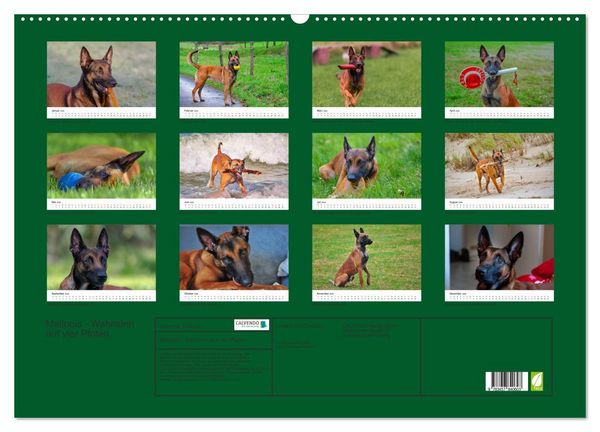 Produktbild: Malinois - Wahnsinn auf vier Pfoten (Wandkalender 2026 DIN A2 quer), CALVENDO Monatskalender