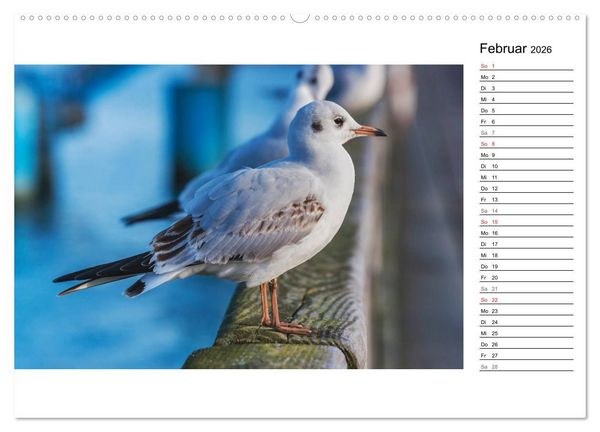 Produktbild: Ostseebad Binz &ndash; Zeit f&uuml;r Erholung (Wandkalender 2026 DIN A2 quer), CALVENDO Monatskalender