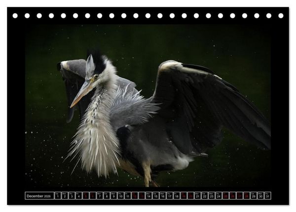 Produktbild: The heron parade (Desk Calendar 2026 DIN A5 landscape), CALVENDO 12 Month DeskCalendar