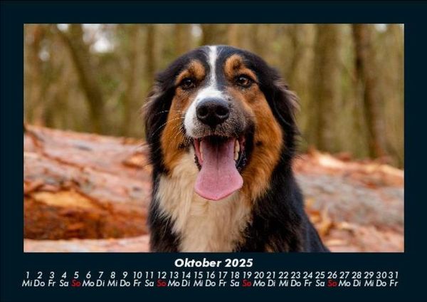 Produktbild: Hundezauber 2025 Fotokalender DIN A5
